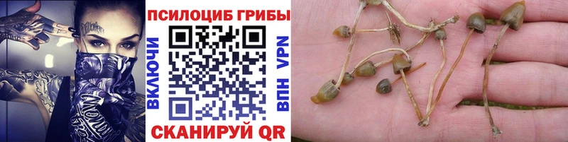 MEGA ONION  Чапаевск  Галлюциногенные грибы Cubensis 